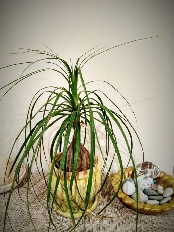 Deili Studio Loft カラマタ エクステリア 写真